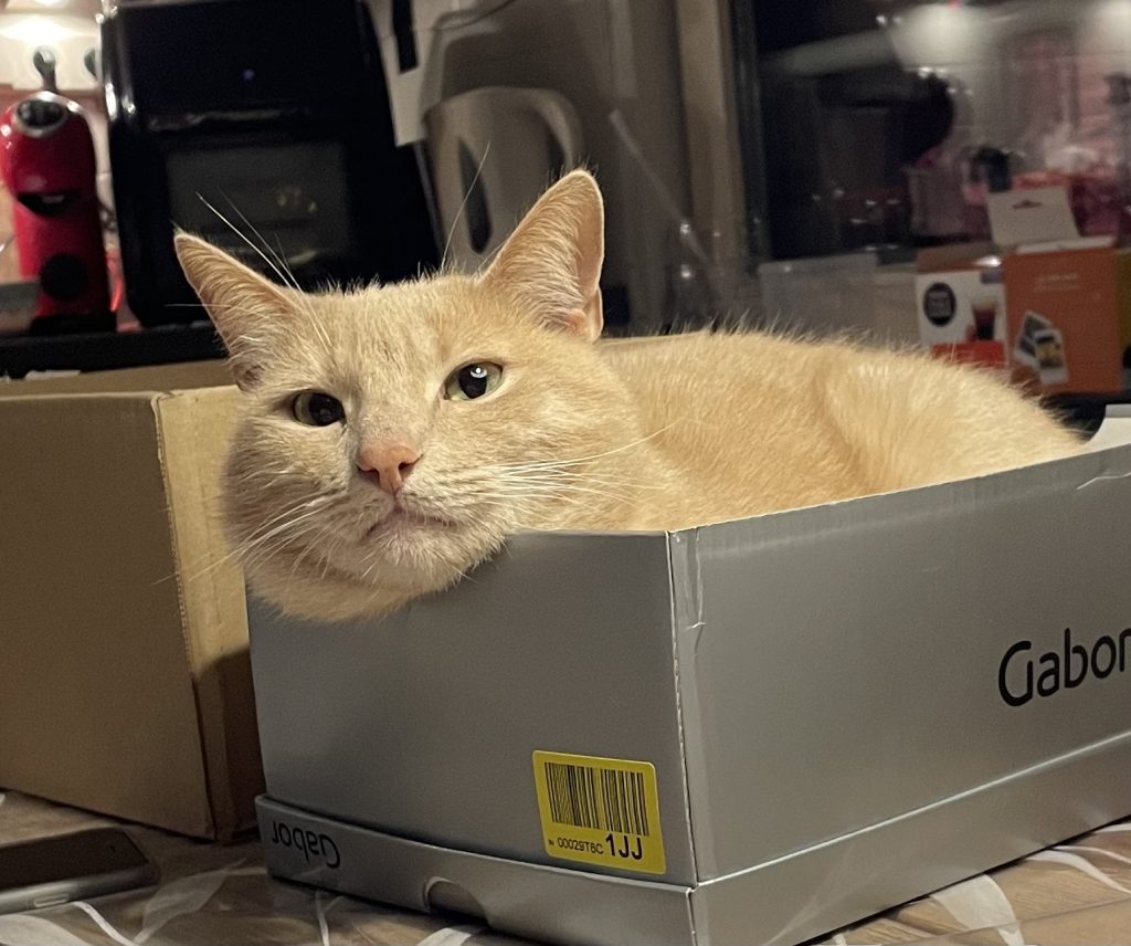 Kat Durk in een schoenendoos